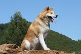 AKITA INU 436